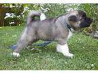 Akita Puppy for sale in Slinger, WI, USA