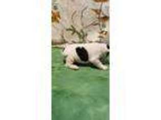 French Bulldog Puppy for sale in Waupaca, WI, USA