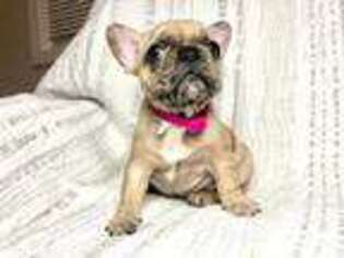 French Bulldog Puppy for sale in Hawthorne, NJ, USA