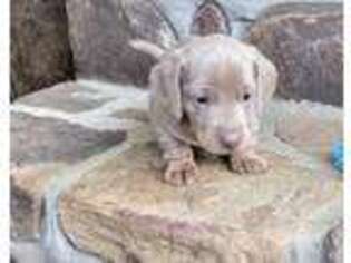 Dachshund Puppy for sale in Gallant, AL, USA