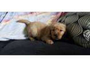 Golden Retriever Puppy for sale in Perrysburg, OH, USA