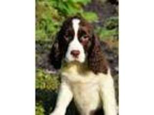English Springer Spaniel Puppy for sale in Lewisburg, WV, USA