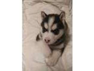 Siberian Husky Puppy for sale in De Pere, WI, USA