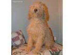 Goldendoodle Puppy for sale in Crossville, TN, USA