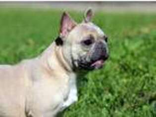 French Bulldog Puppy for sale in Macon, GA, USA