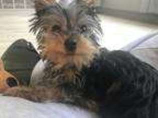 Yorkshire Terrier Puppy for sale in Delaware, OH, USA