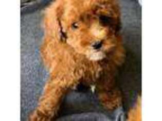 Mutt Puppy for sale in Mount Vernon, IL, USA