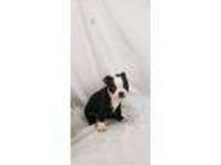 Boston Terrier Puppy for sale in Salina, KS, USA