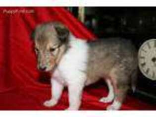 Collie Puppy for sale in Salt Lake City, UT, USA