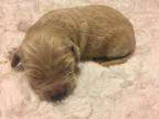 Goldendoodle Puppy for sale in Carrollton, GA, USA