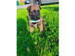 Mutt Puppy for sale in Saint Albans, WV, USA