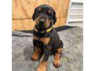Doberman Pinscher Puppy for sale in Lisbon, NY, USA