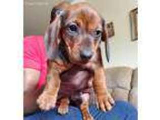 Dachshund Puppy for sale in Sacramento, CA, USA