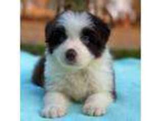 Border Collie Puppy for sale in Pueblo, CO, USA