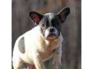 French Bulldog Puppy for sale in Winchester, VA, USA