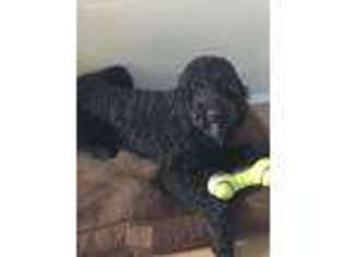 Labradoodle Puppy for sale in Glendale, AZ, USA