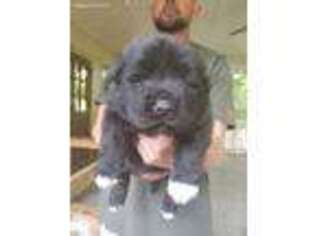 Akita Puppy for sale in Grand Bay, AL, USA