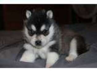 Alaskan Klee Kai Puppy for sale in Redkey, IN, USA