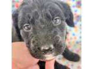 Mutt Puppy for sale in Paonia, CO, USA