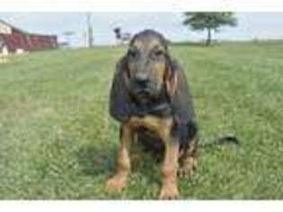 Bloodhound Puppy for sale in Browning, MO, USA