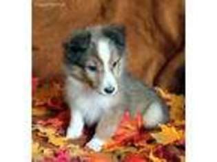 Shetland Sheepdog Puppy for sale in Rochester, NY, USA