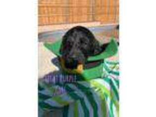 Labradoodle Puppy for sale in Canyon, TX, USA