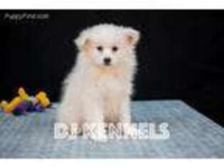 American Eskimo Dog Puppy for sale in Rock Valley, IA, USA