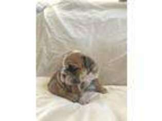 Bulldog Puppy for sale in Ionia, IA, USA