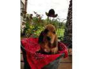 Basset Hound Puppy for sale in Brimfield, IL, USA