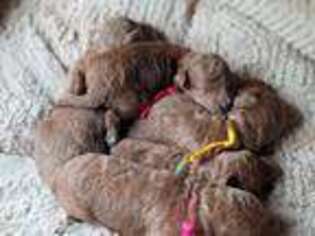 Goldendoodle Puppy for sale in Bonneau, SC, USA