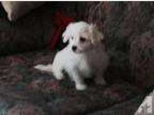 Maltese Puppy for sale in SYLVA, NC, USA