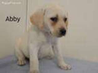 Labrador Retriever Puppy for sale in Kane, PA, USA