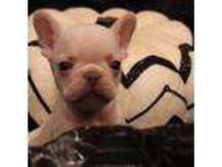 French Bulldog Puppy for sale in Newcastle, CA, USA