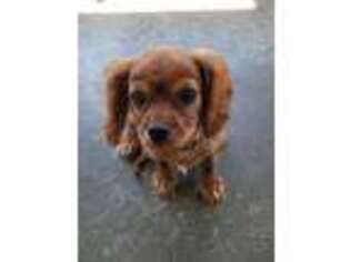 Cavalier King Charles Spaniel Puppy for sale in Felicity, OH, USA