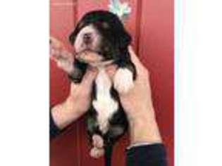 Mutt Puppy for sale in Sumas, WA, USA