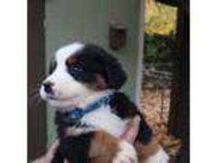 Bernese Mountain Dog Puppy for sale in Huntsville, AL, USA