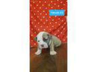 Olde English Bulldogge Puppy for sale in Plainville, IN, USA