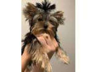 Yorkshire Terrier Puppy for sale in Redondo Beach, CA, USA