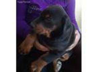 Doberman Pinscher Puppy for sale in Commerce City, CO, USA