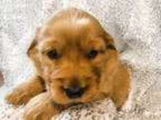 Golden Retriever Puppy for sale in Covington, OH, USA