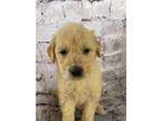 Goldendoodle Puppy for sale in Hartville, MO, USA