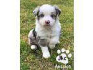 Miniature Australian Shepherd Puppy for sale in Overbrook, OK, USA
