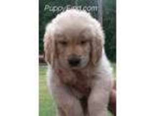 Golden Retriever Puppy for sale in Milan, GA, USA