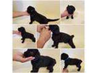 Black Russian Terrier Puppy for sale in Los Angeles, , USA