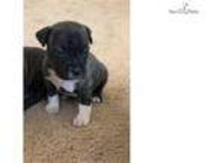 American Staffordshire Terrier Puppy for sale in Macon, GA, USA