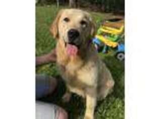Golden Retriever Puppy for sale in Accident, MD, USA