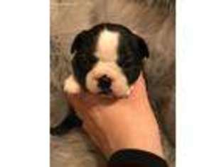 Boston Terrier Puppy for sale in Roy, WA, USA