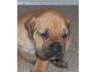 Boerboel Puppy for sale in Bristol, CT, USA