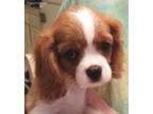 Cavalier King Charles Spaniel Puppy for sale in Edgewater, FL, USA