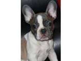 French Bulldog Puppy for sale in Greensboro, NC, USA